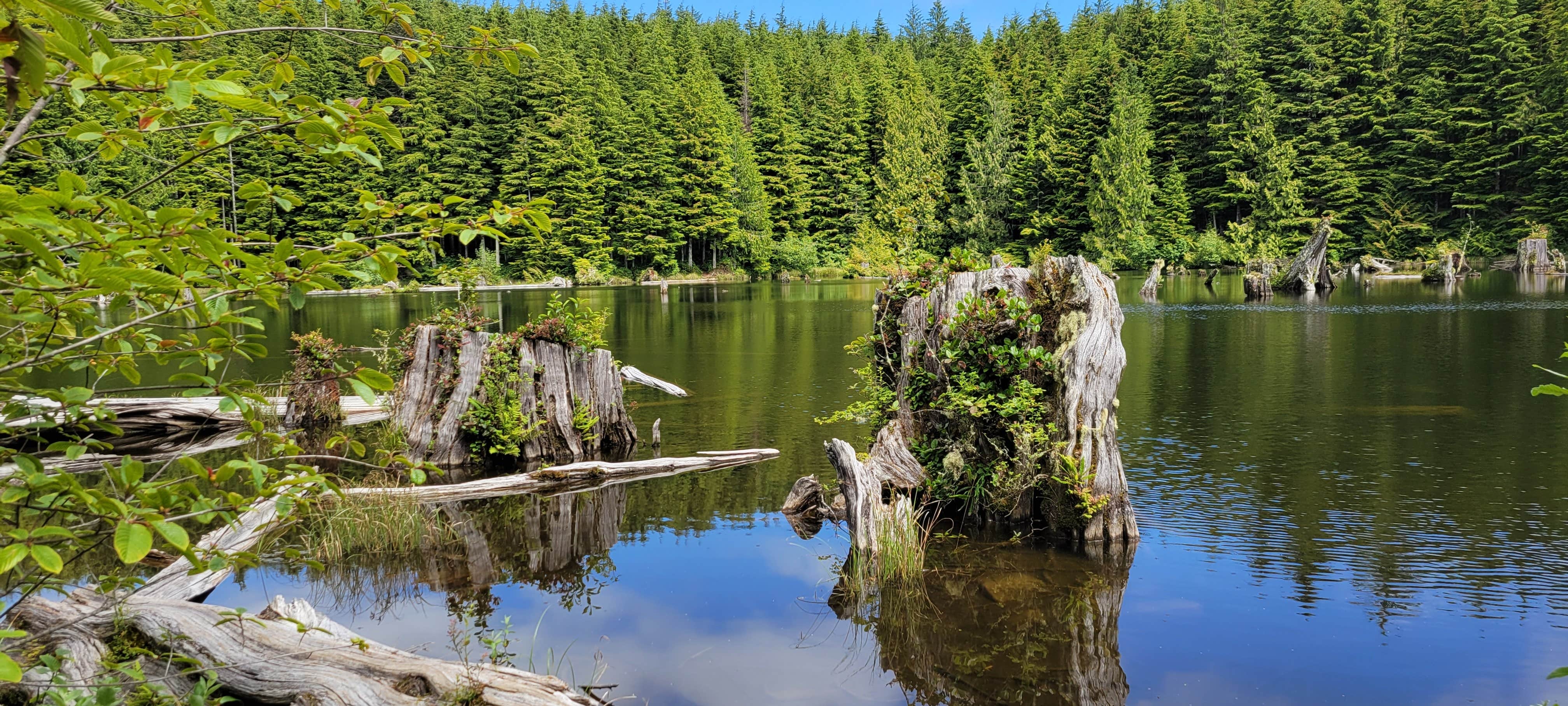 Camper-submitted photo at Snag Lake Campground near Grays River, WA