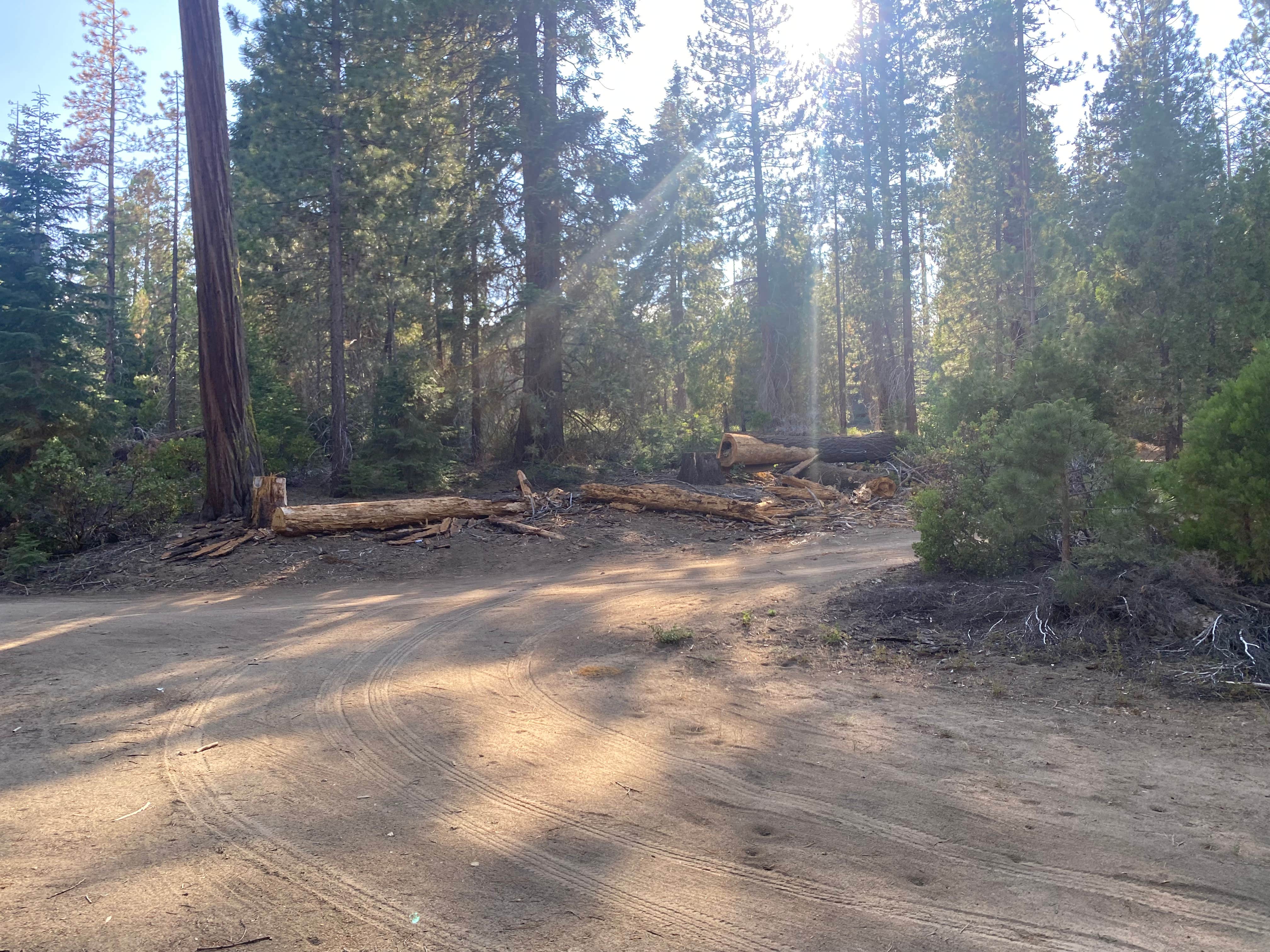 Camper submitted image from Sequoia National Park Dispersed campground - 1