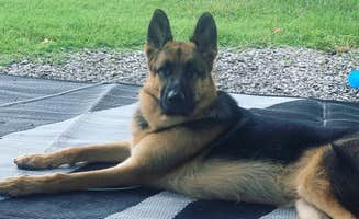 Melanie F.'s photo of camping with pets at Crab Orchard Lake Campground near Bonnie, IL