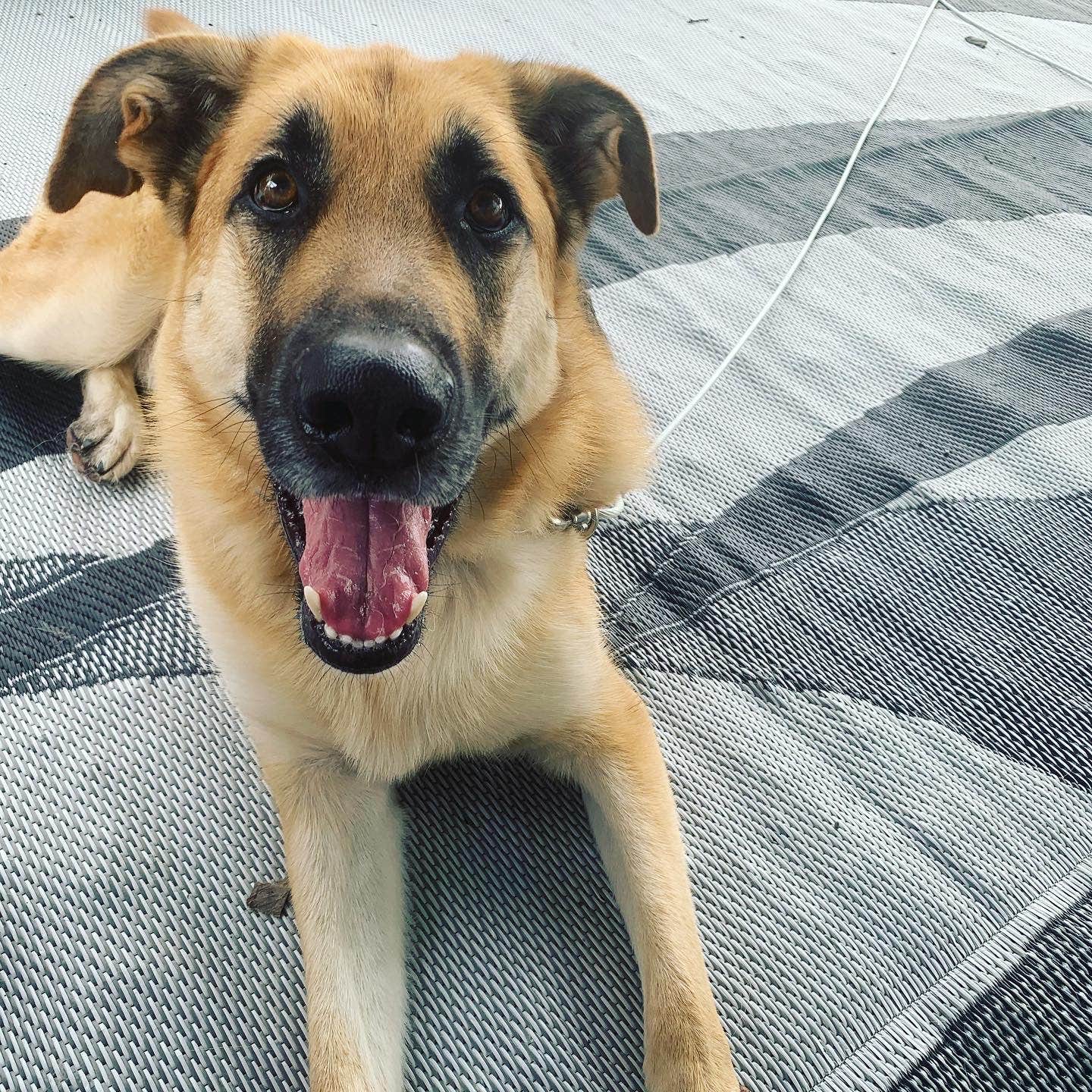Melanie F.'s photo of camping with pets at Crab Orchard Lake Campground near Rend Lake