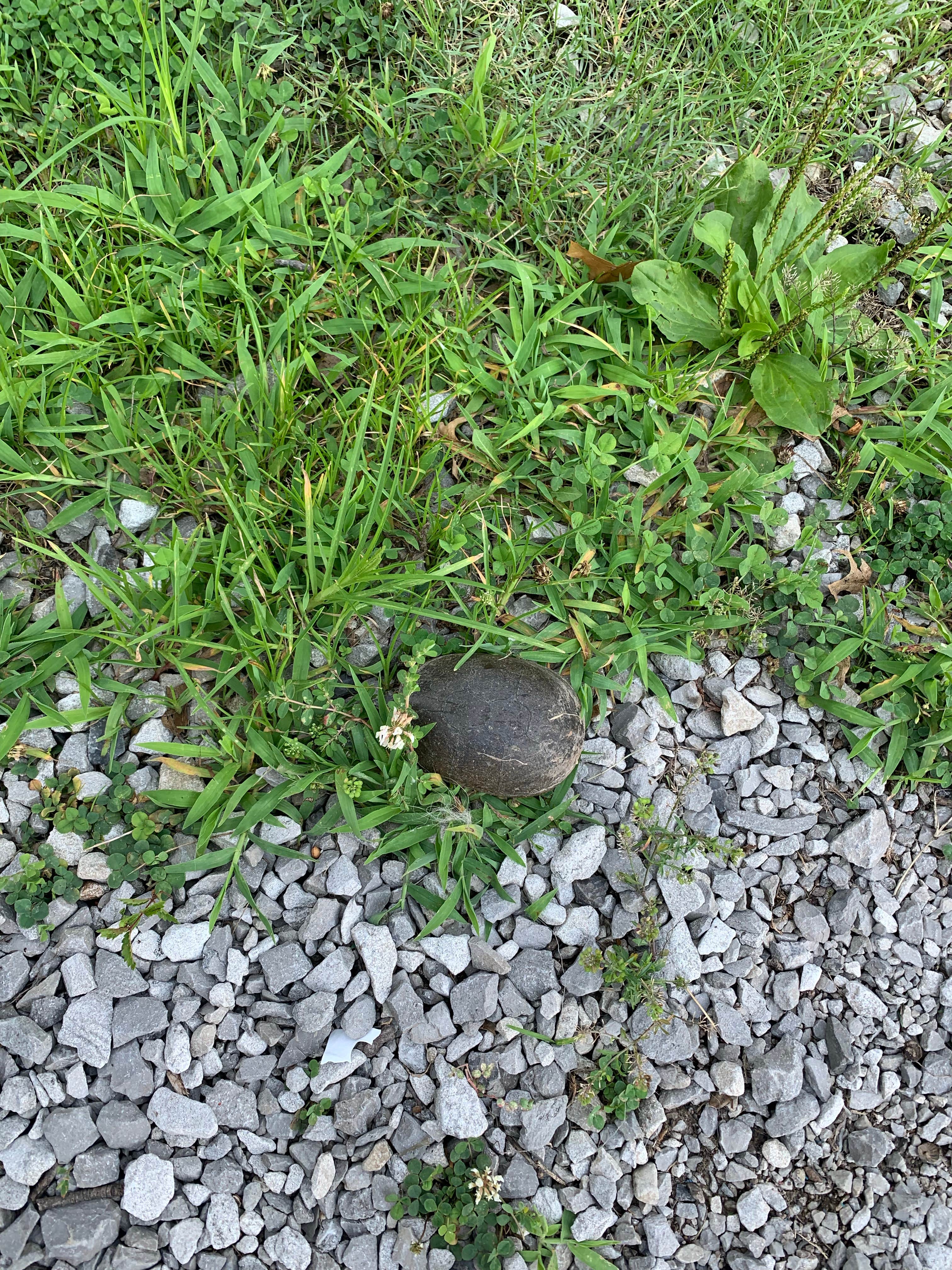Camper submitted image from Crab Orchard Lake Campground - 5