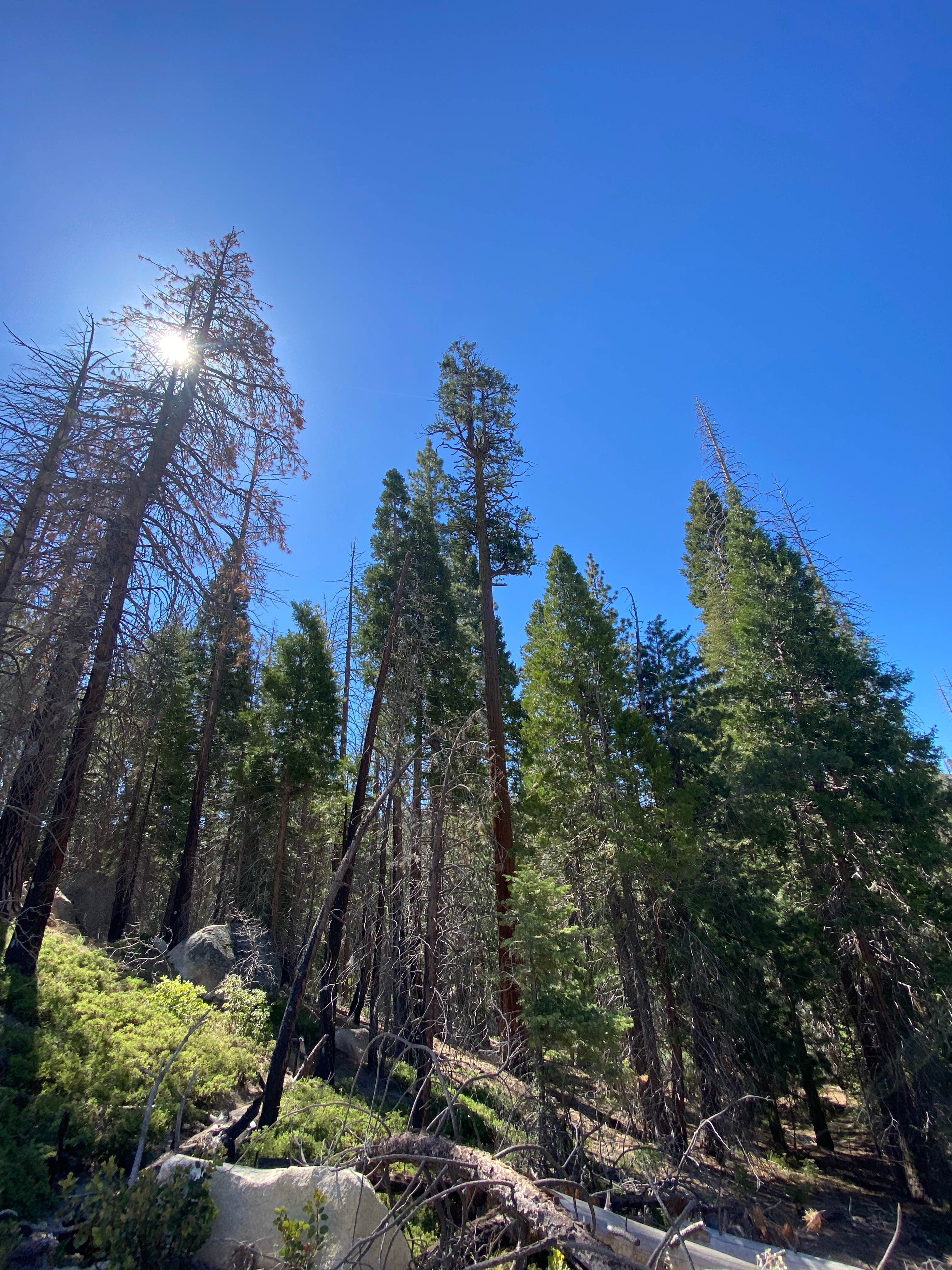 Camper-submitted photo at Alder Creek Camp near Fort Hunter Liggett, CA