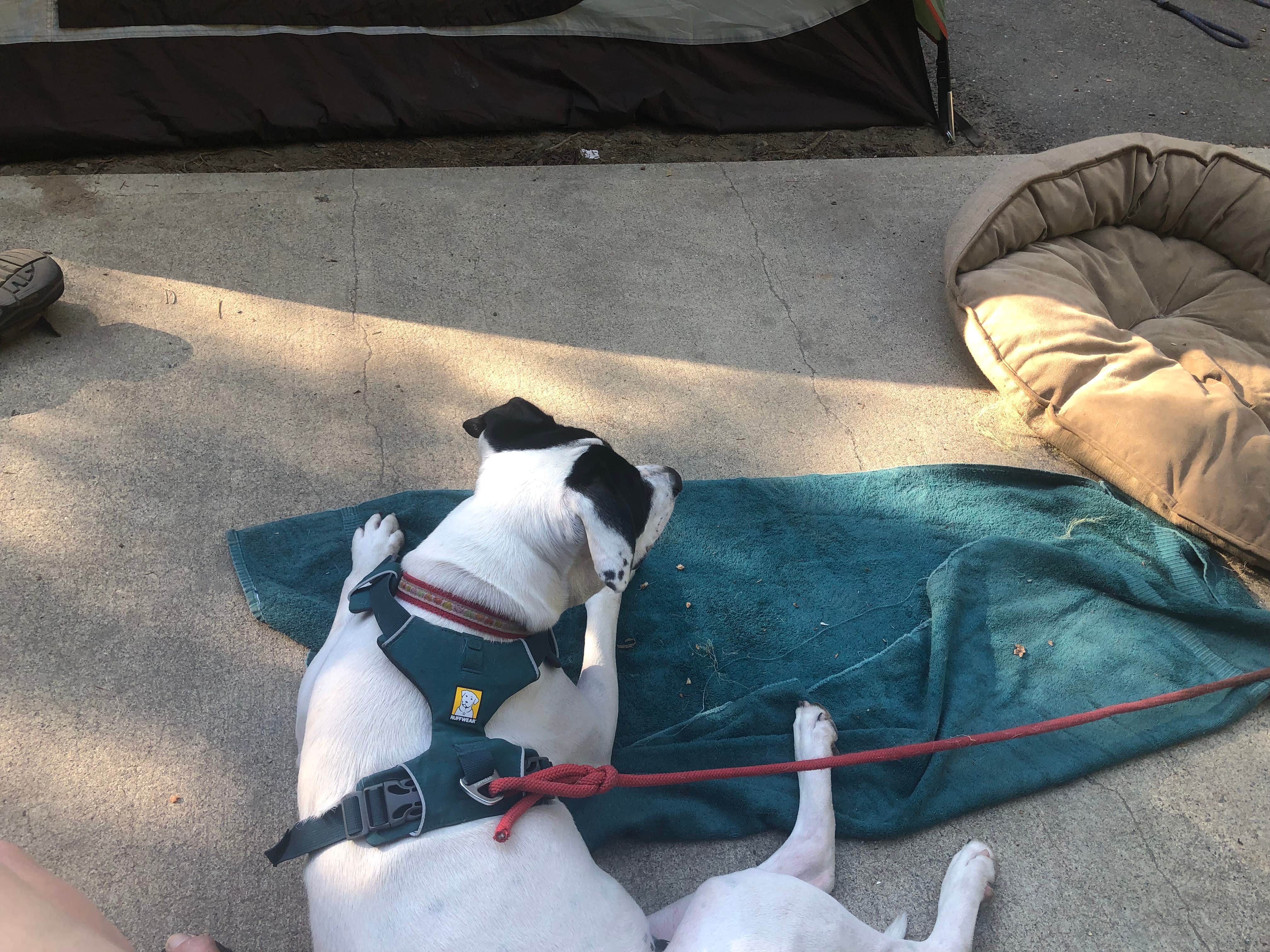 Olivia's photo of camping with pets at Bumping Lake Campground near Greenwater, WA