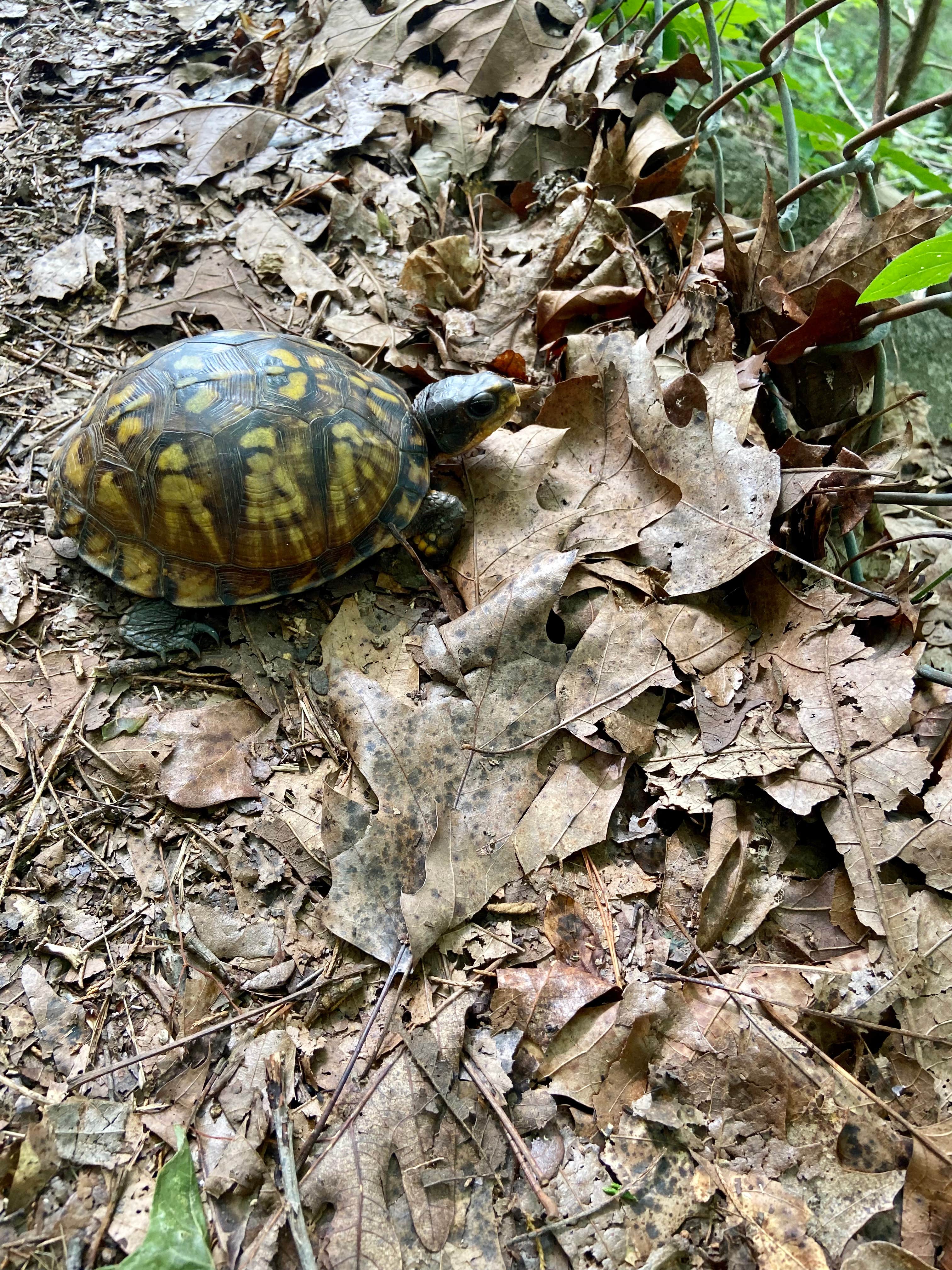 Camper-submitted photo at Natural Tunnel State Park Primitive Camping — Natural Tunnel State Park near Wise, VA