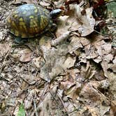 Review photo of Natural Tunnel State Park Primitive Camping — Natural Tunnel State Park by Julie , July 21, 2021