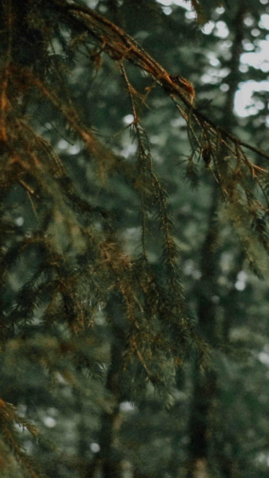 Camping near Spacious Skies Balsam Woods: Peaks-Kenny State Park, Dover-Foxcroft, Maine
