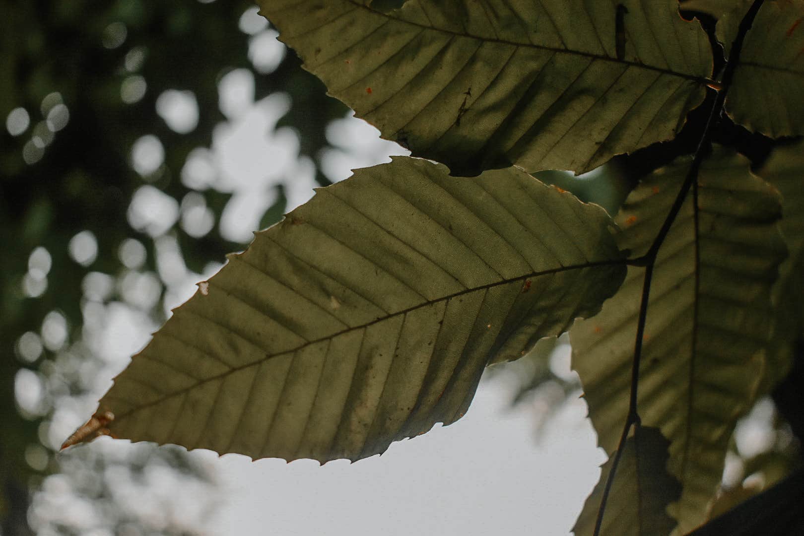 Camper-submitted photo at Peaks-Kenny State Park near Medford, ME