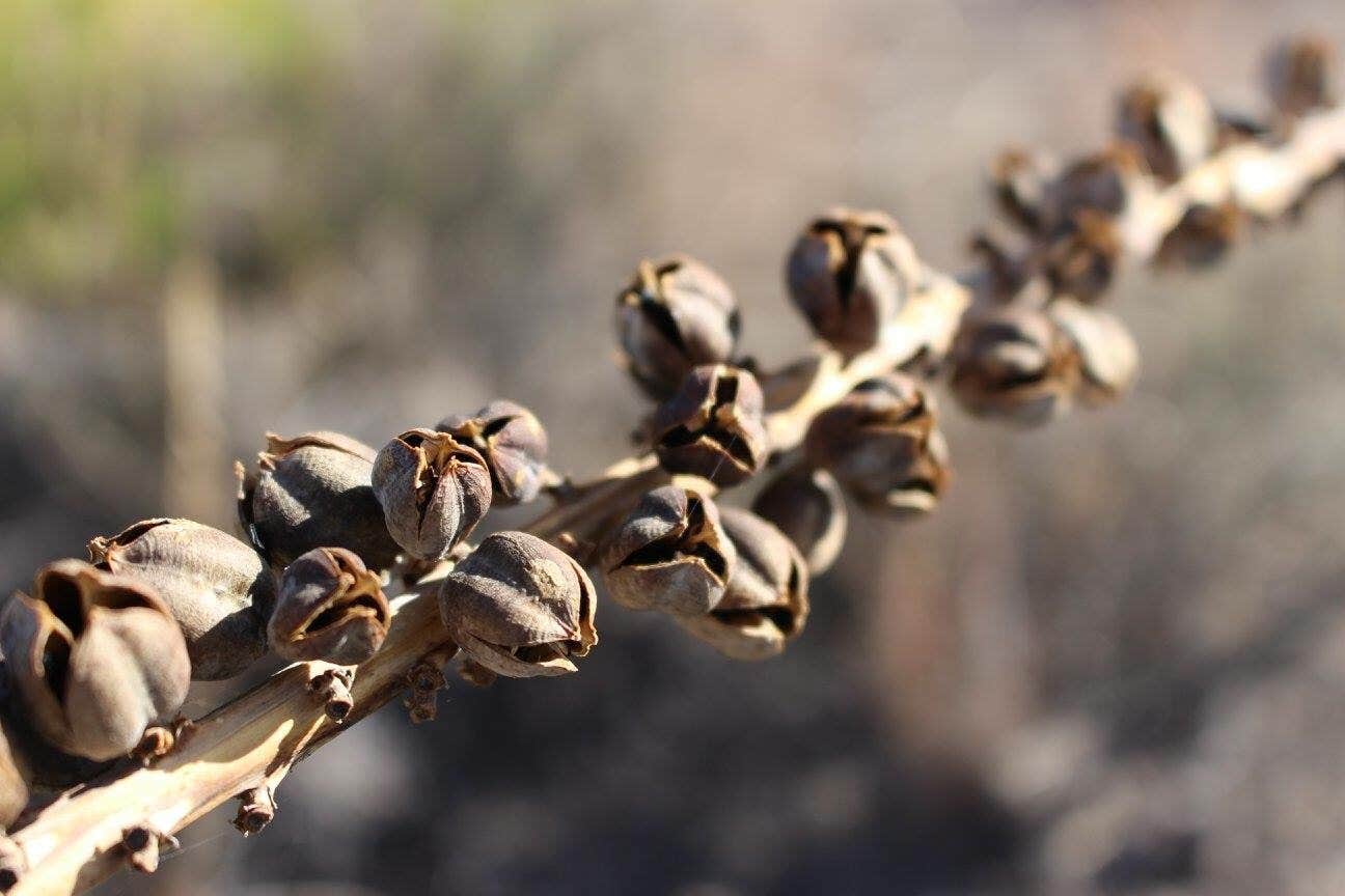 Camper-submitted photo at Rio Grande Village Campground — Big Bend National Park near Big Bend National Park