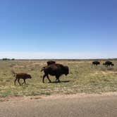 Review photo of Honey Flat Camping Area — Caprock Canyons State Park by Tori M., June 15, 2018