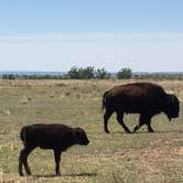 Review photo of Honey Flat Camping Area — Caprock Canyons State Park by Tori M., June 15, 2018