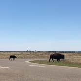 Review photo of Honey Flat Camping Area — Caprock Canyons State Park by Tori M., June 15, 2018