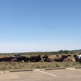 Review photo of Caprock Canyons State Park Campground by Tori M., June 15, 2018