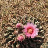 Review photo of Honey Flat Camping Area — Caprock Canyons State Park by Tori M., June 15, 2018