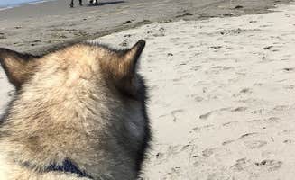 Kathy B.'s photo of camping with pets at Sou'wester Historic Lodge & Vintage Travel Trailer Resort near Astoria, OR