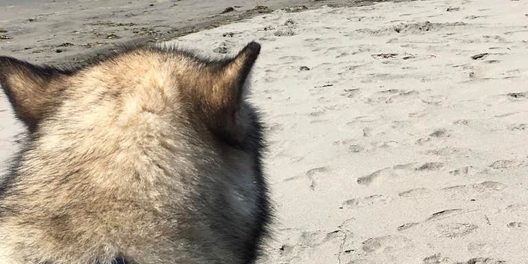 Camper submitted image from Sou'wester Historic Lodge & Vintage Travel Trailer Resort