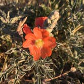 Review photo of Honey Flat Camping Area — Caprock Canyons State Park by Tori M., June 15, 2018