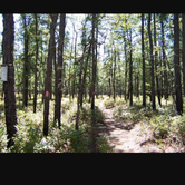Review photo of Brendan Byrne State Forest by Benjamin K., July 18, 2016