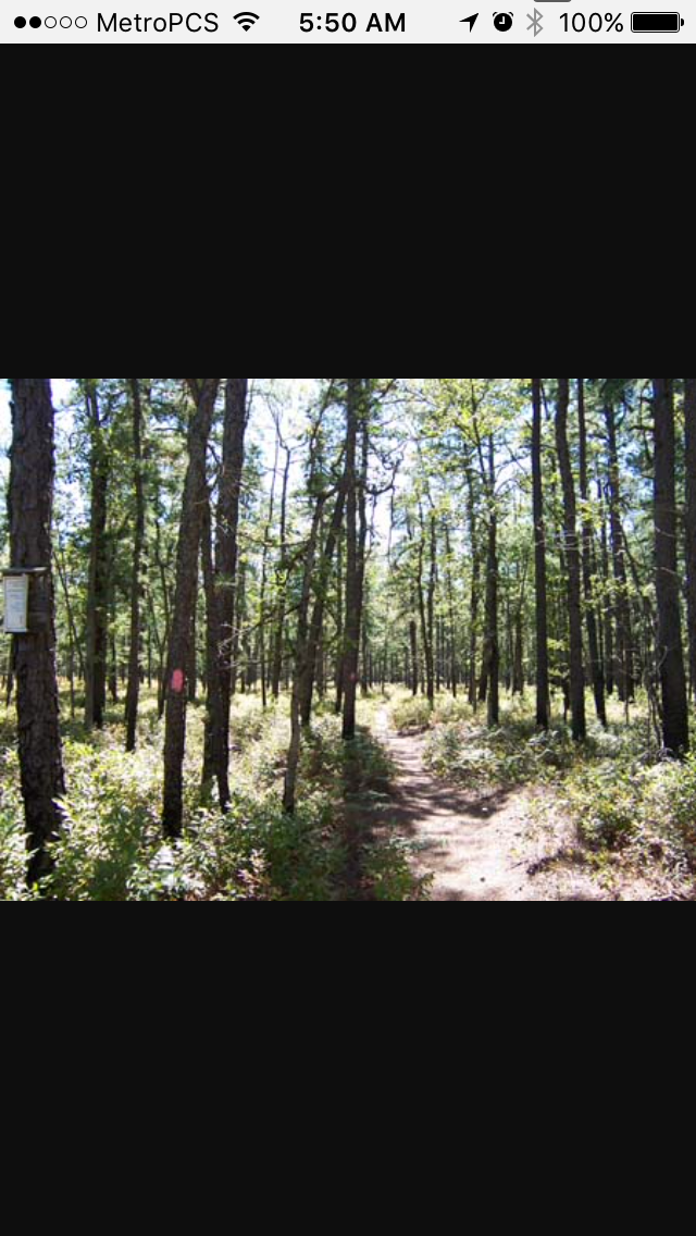 Camper submitted image from Brendan Byrne State Forest - 2