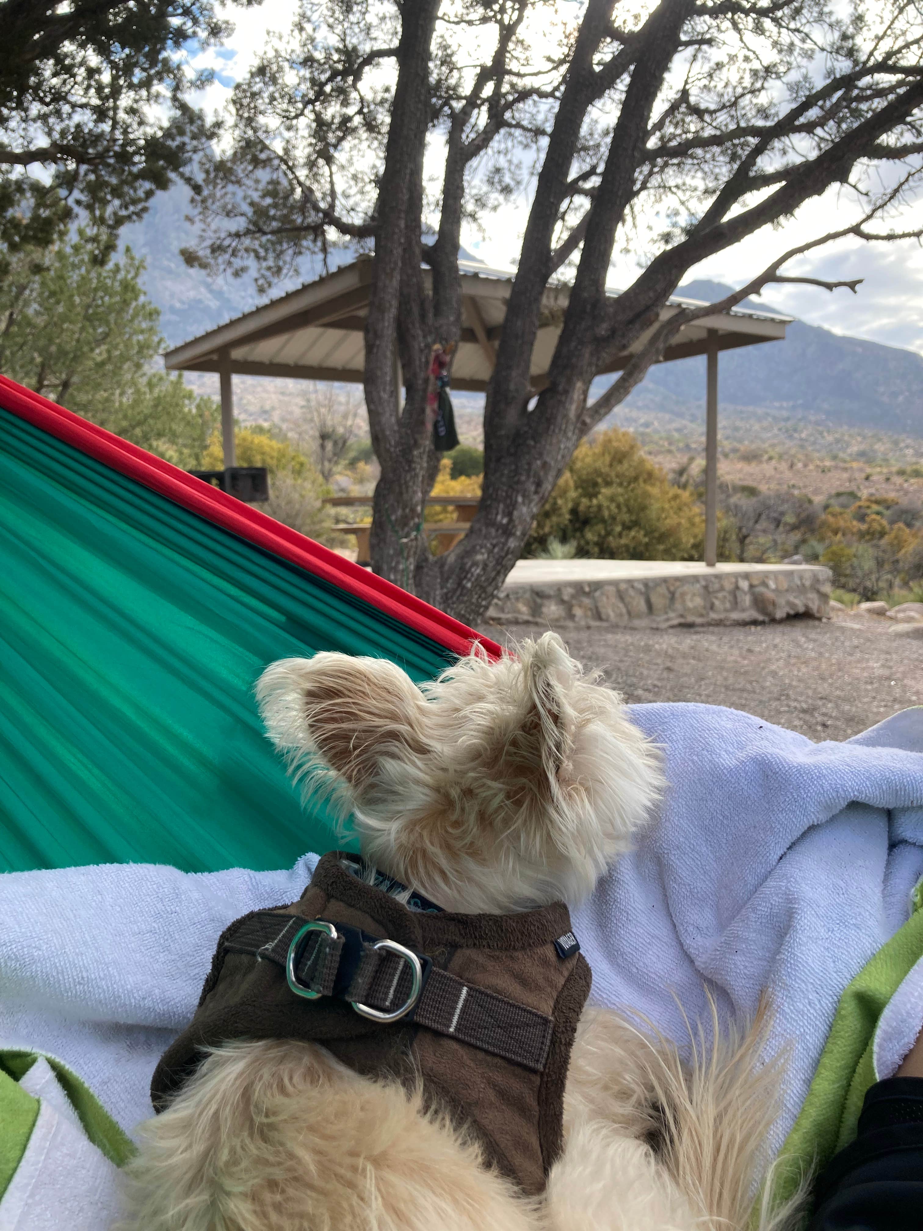 Kathleen's photo of camping with pets at Aguirre Springs near Mesilla, NM