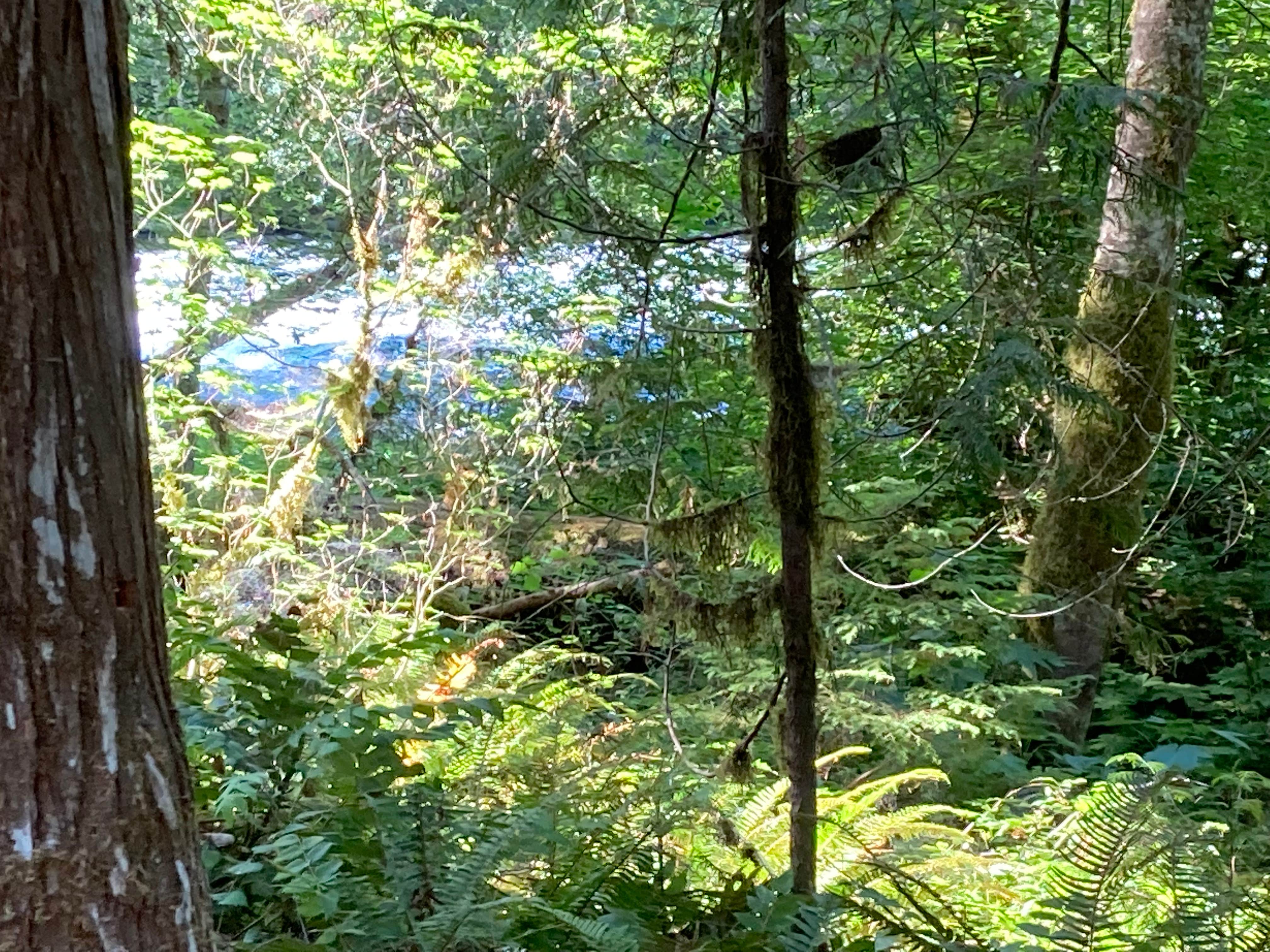 Camper-submitted photo at Paradise In Oregon near Willamette National Forest