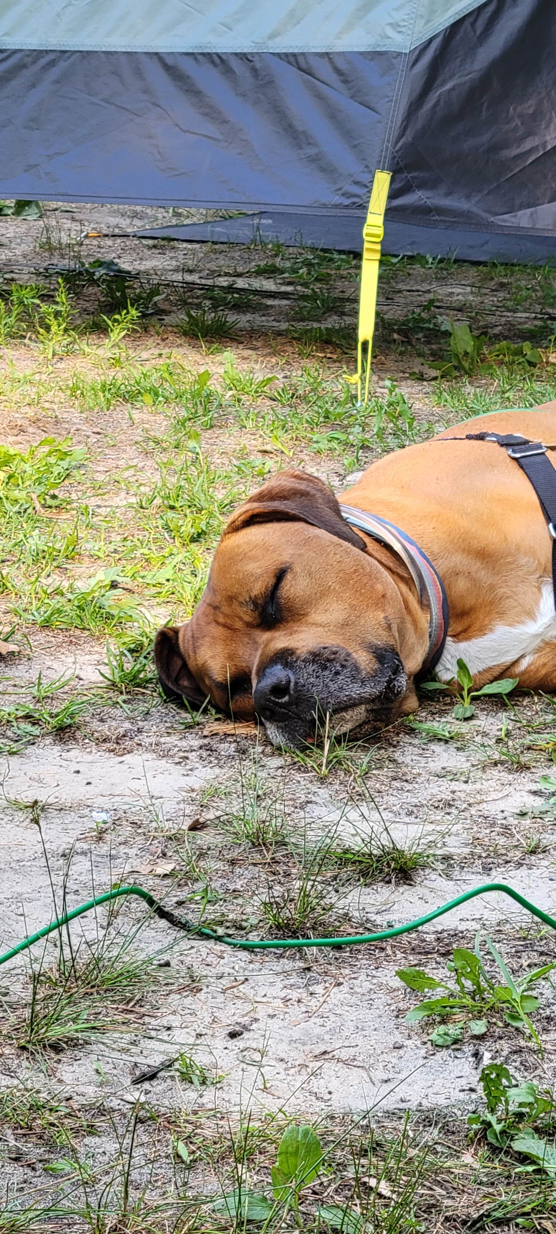 Guy R.'s photo of camping with pets at Mill Bluff State Park Campground near La Farge, WI