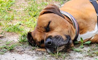Guy R.'s photo of camping with pets at Mill Bluff State Park Campground near Nekoosa, WI