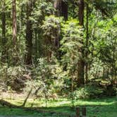 Review photo of Henry Cowell Redwoods State Park Campground by Christine M., July 22, 2021