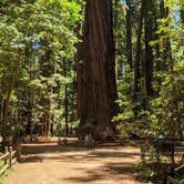 Review photo of Henry Cowell Redwoods State Park Campground by Christine M., July 22, 2021