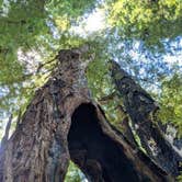 Review photo of Henry Cowell Redwoods State Park Campground by Christine M., July 22, 2021