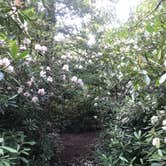 Review photo of Blackwater Falls State Park Campground by Grant M., July 22, 2021