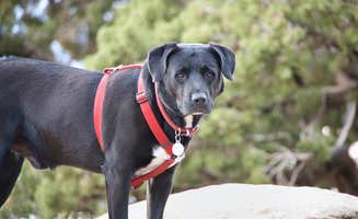 Russell's photo of camping with pets at Porcupine rim campground in Utah