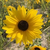 Review photo of Monahans Sandhills State Park Campground by Tori M., June 15, 2018