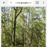 Review photo of Brendan Byrne State Forest by Benjamin K., July 18, 2016
