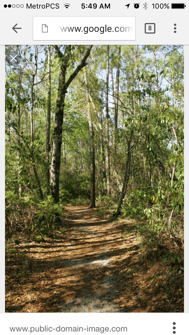Camper submitted image from Brendan Byrne State Forest - 4