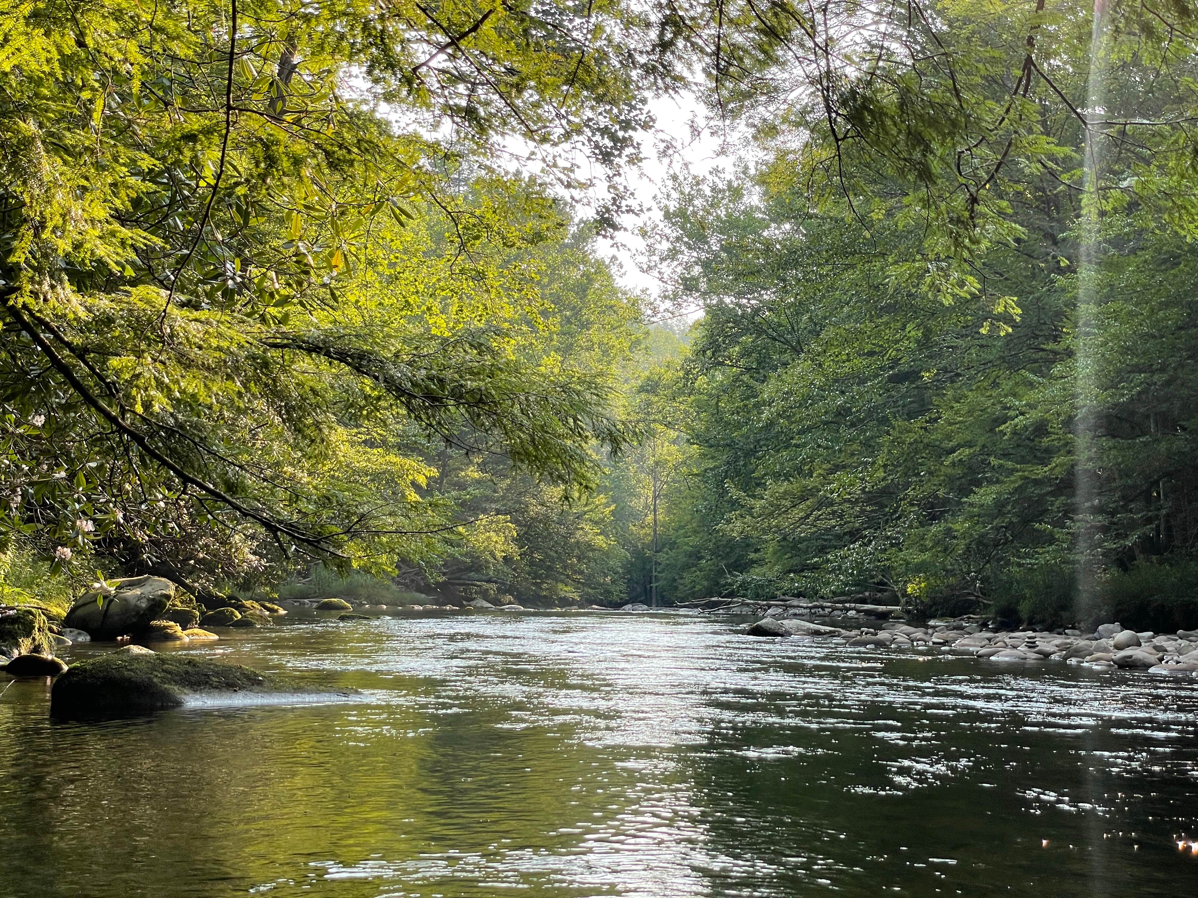 Elkmont Campground The Dyrt