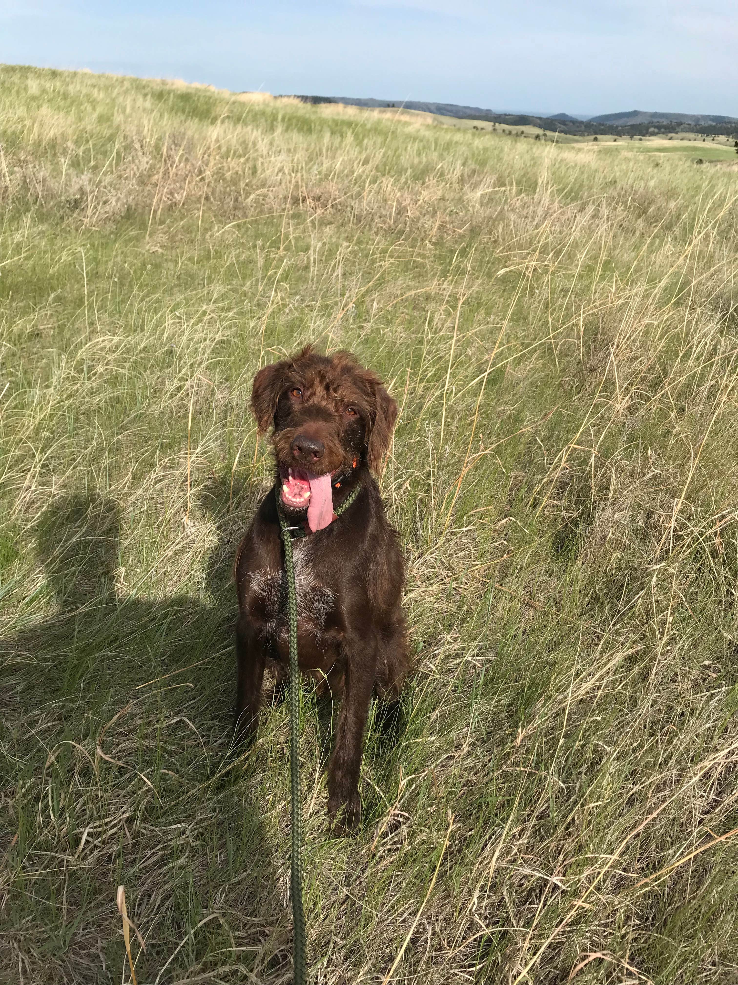 Erik J.'s photo of camping with pets at Elk Mountain Campground — Wind Cave National Park in South Dakota