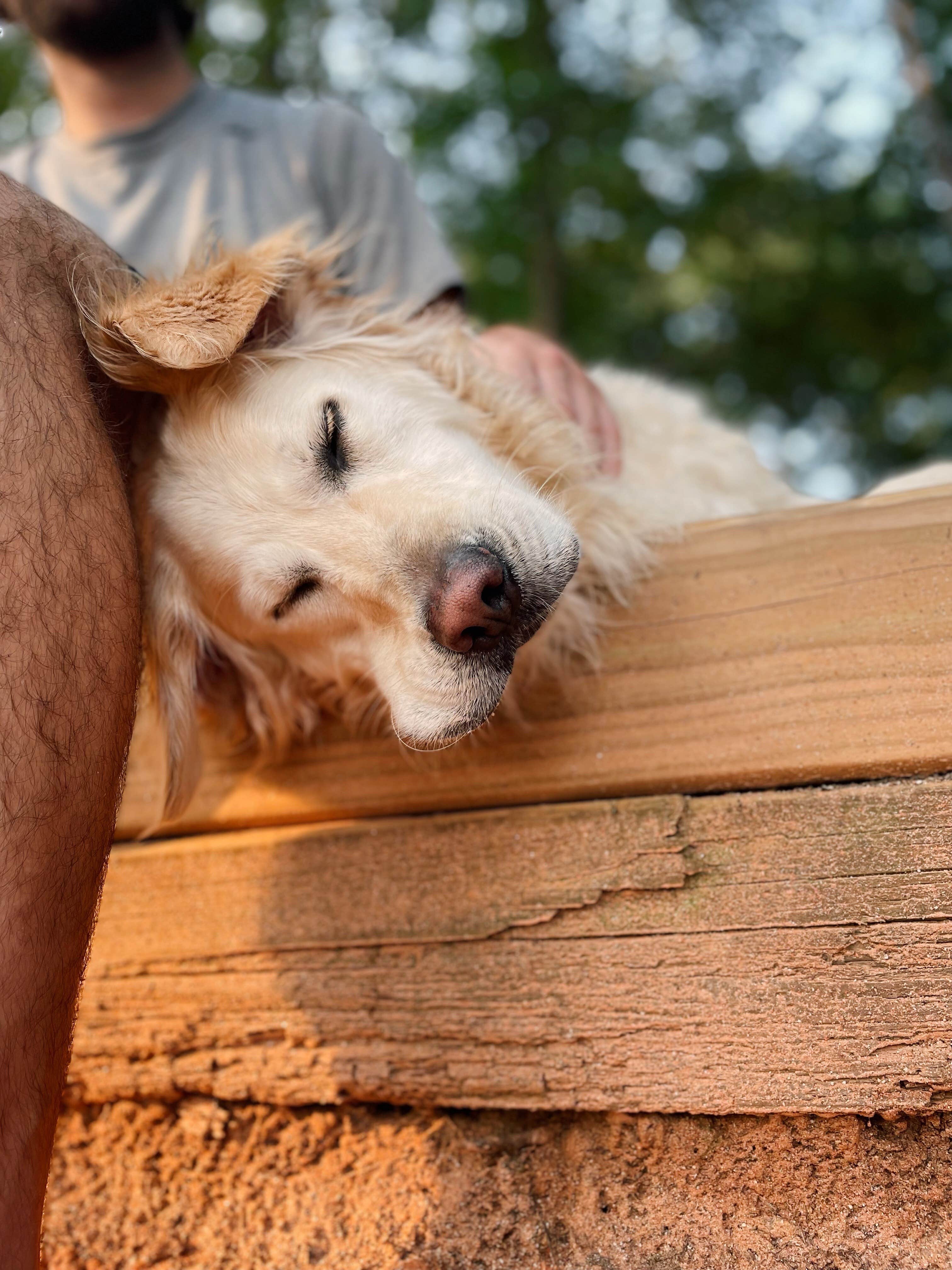 Kaila M.'s photo of camping with pets at Dreher Island State Park Campground near Windsor, SC