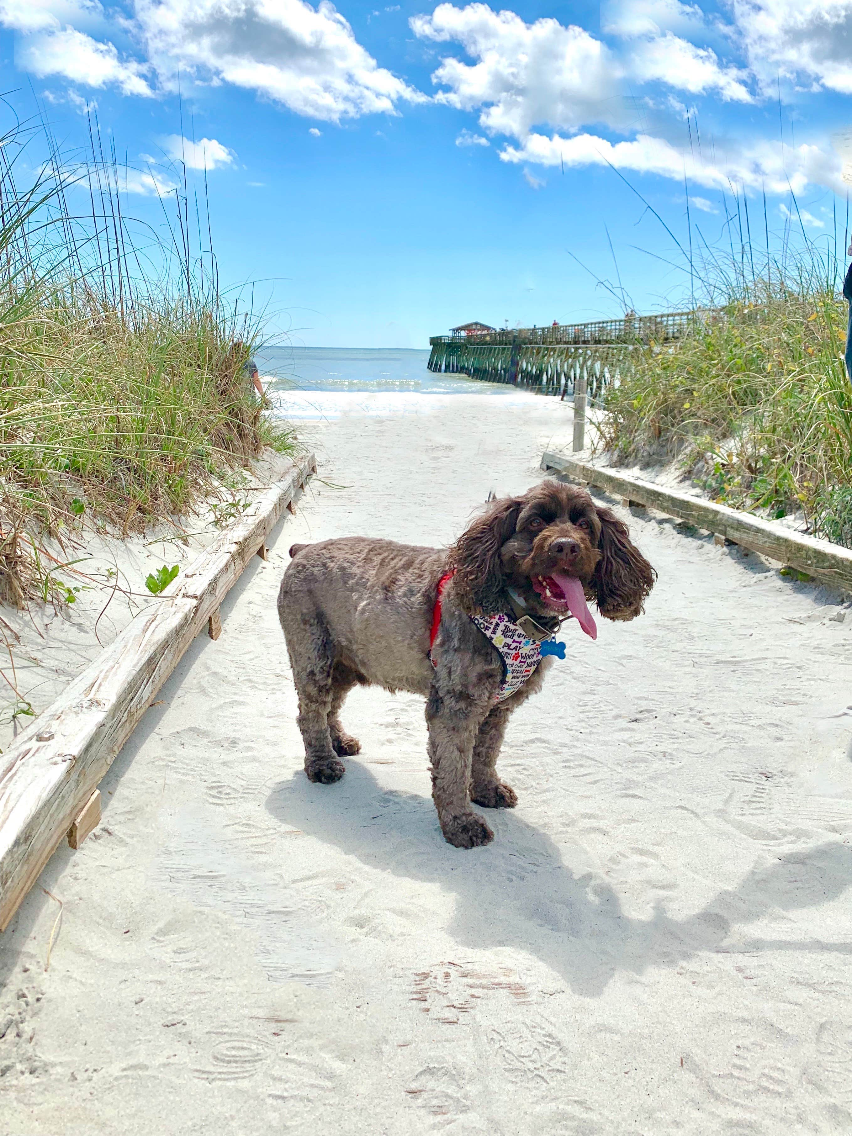 Jackie F.'s photo of camping with pets at Myrtle Beach State Park Campground near Murrells Inlet, SC