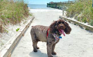 Jackie F.'s photo of camping with pets at Myrtle Beach State Park Campground in South Carolina