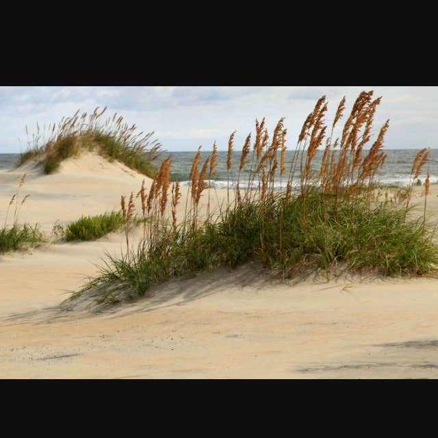 Camper submitted image from Ocracoke Campground — Cape Hatteras National Seashore - 2