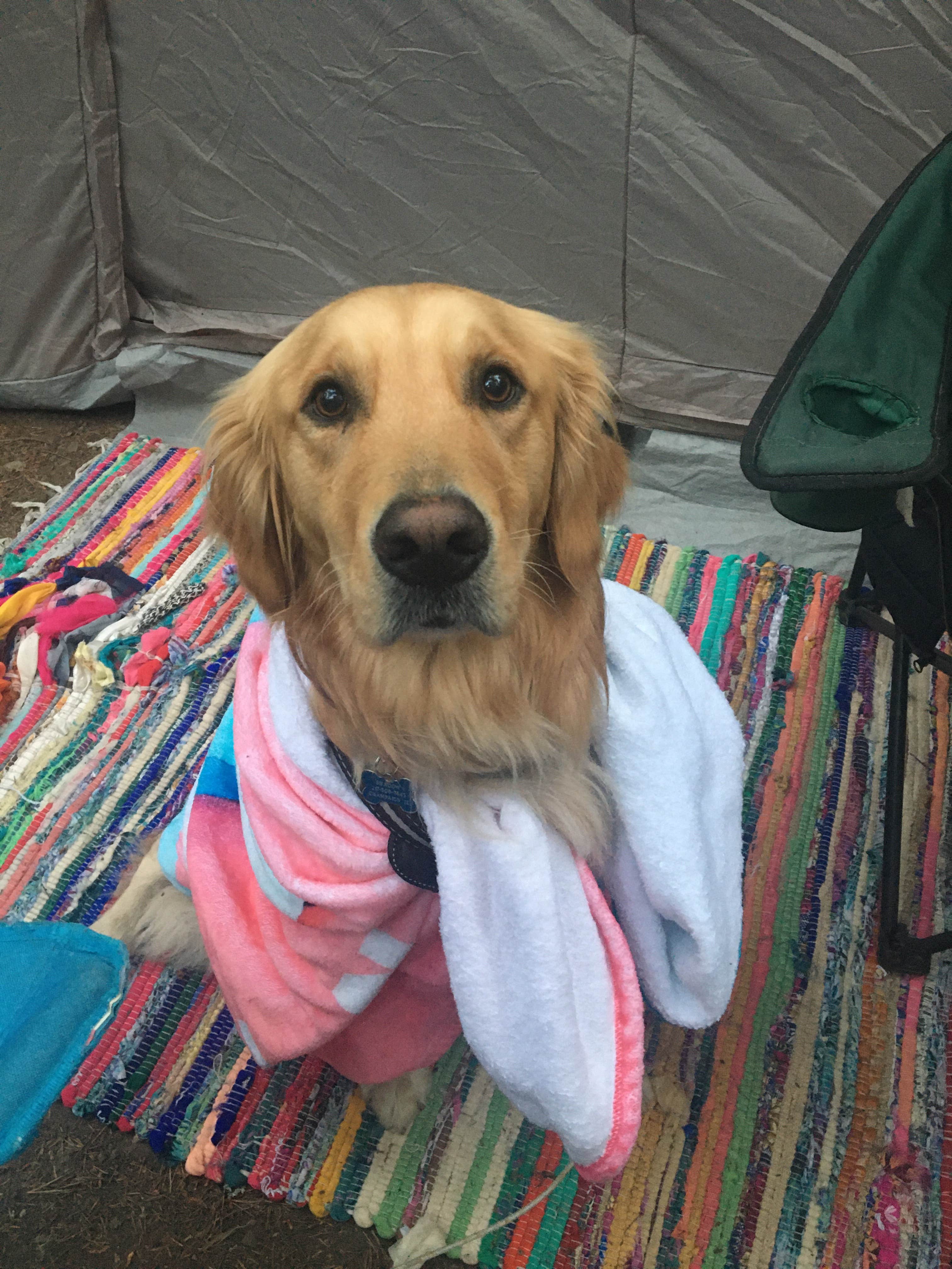 Brianna D.'s photo of camping with pets at Bandon-Port Orford KOA near Bandon, OR