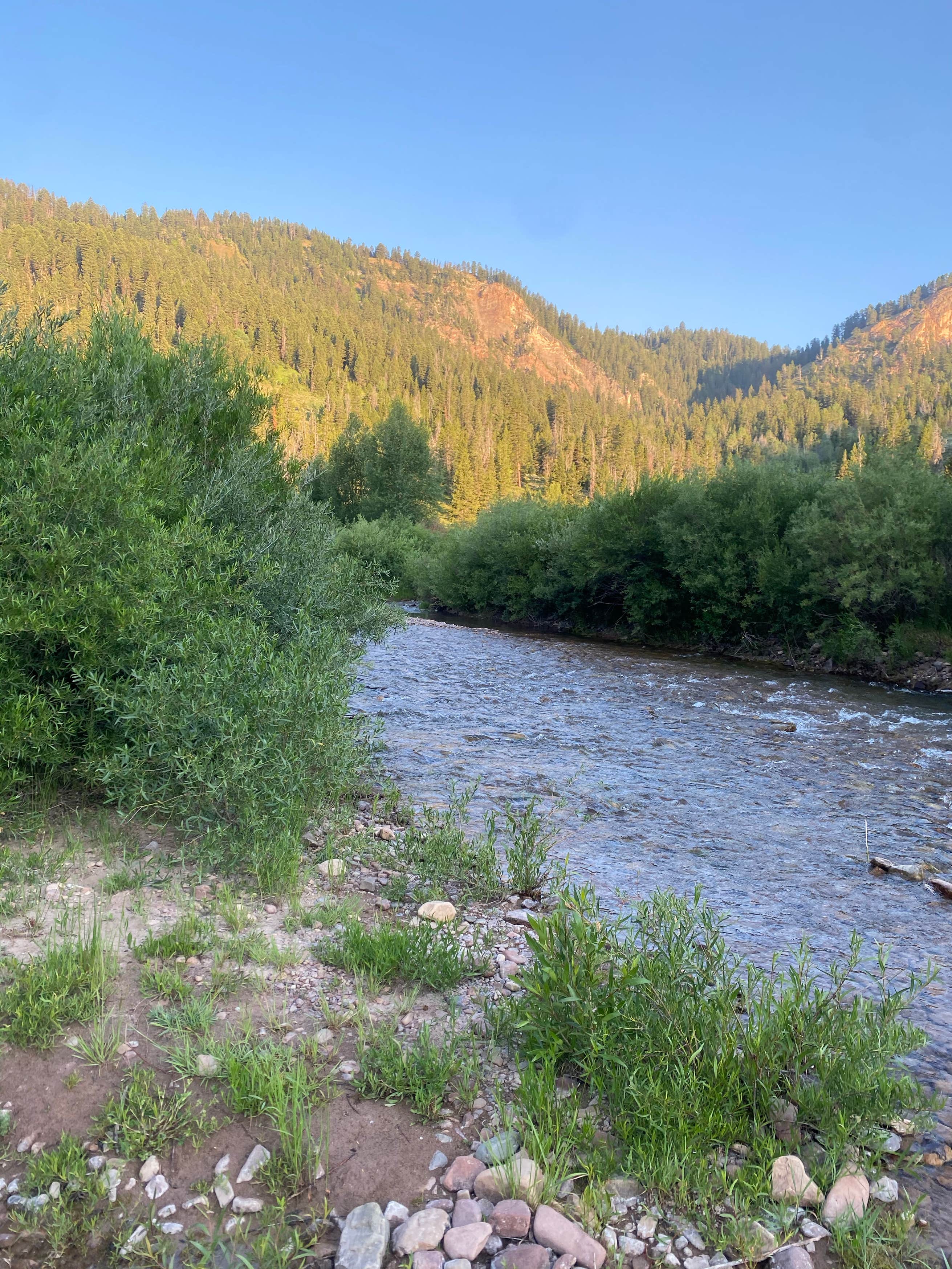 Dispersed camping along Cliff Creek in Bridger-Teton National Forest ...