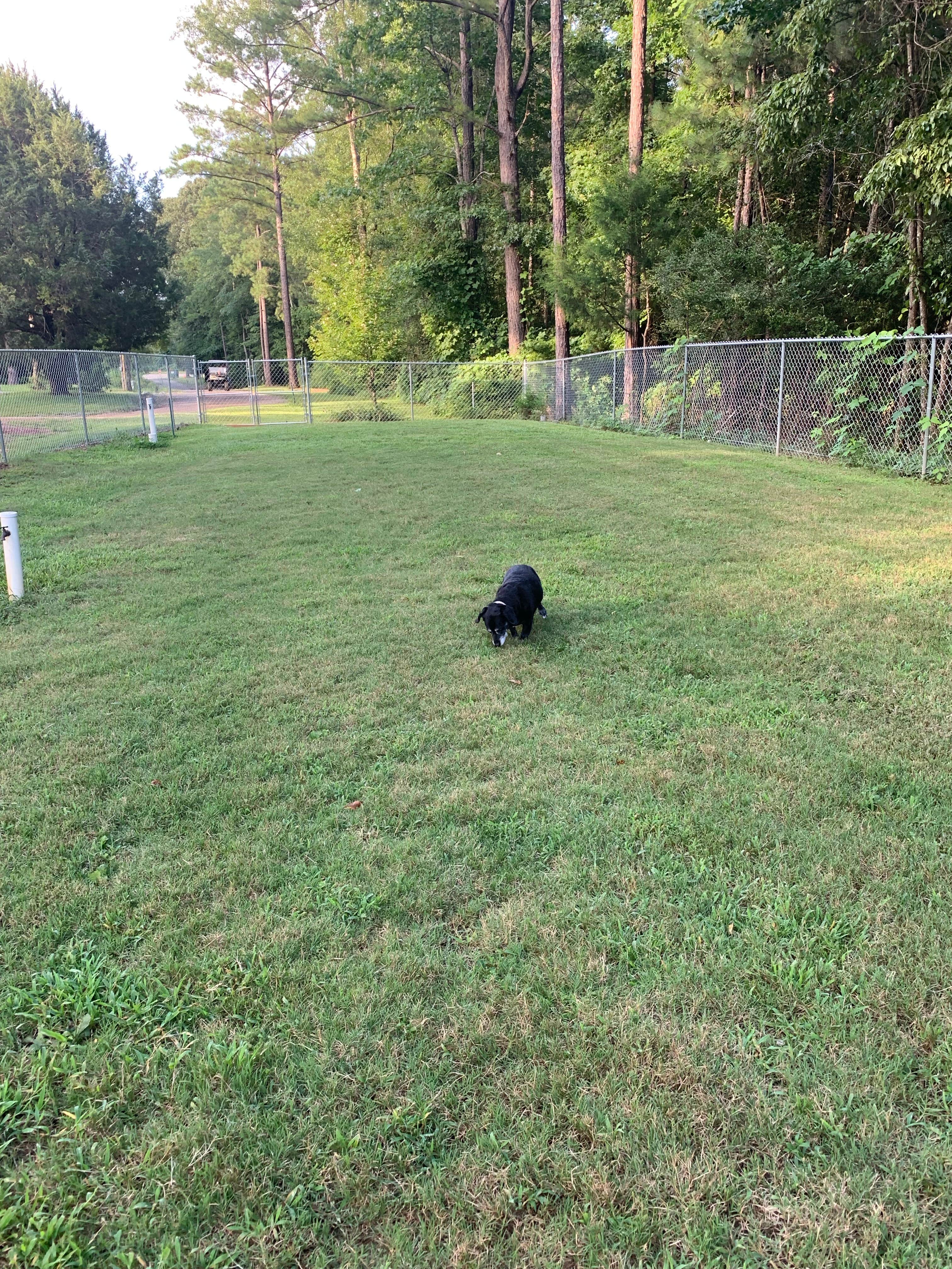 Steve D.'s photo of camping with pets at Kountry Air RV Park near Marbury, AL