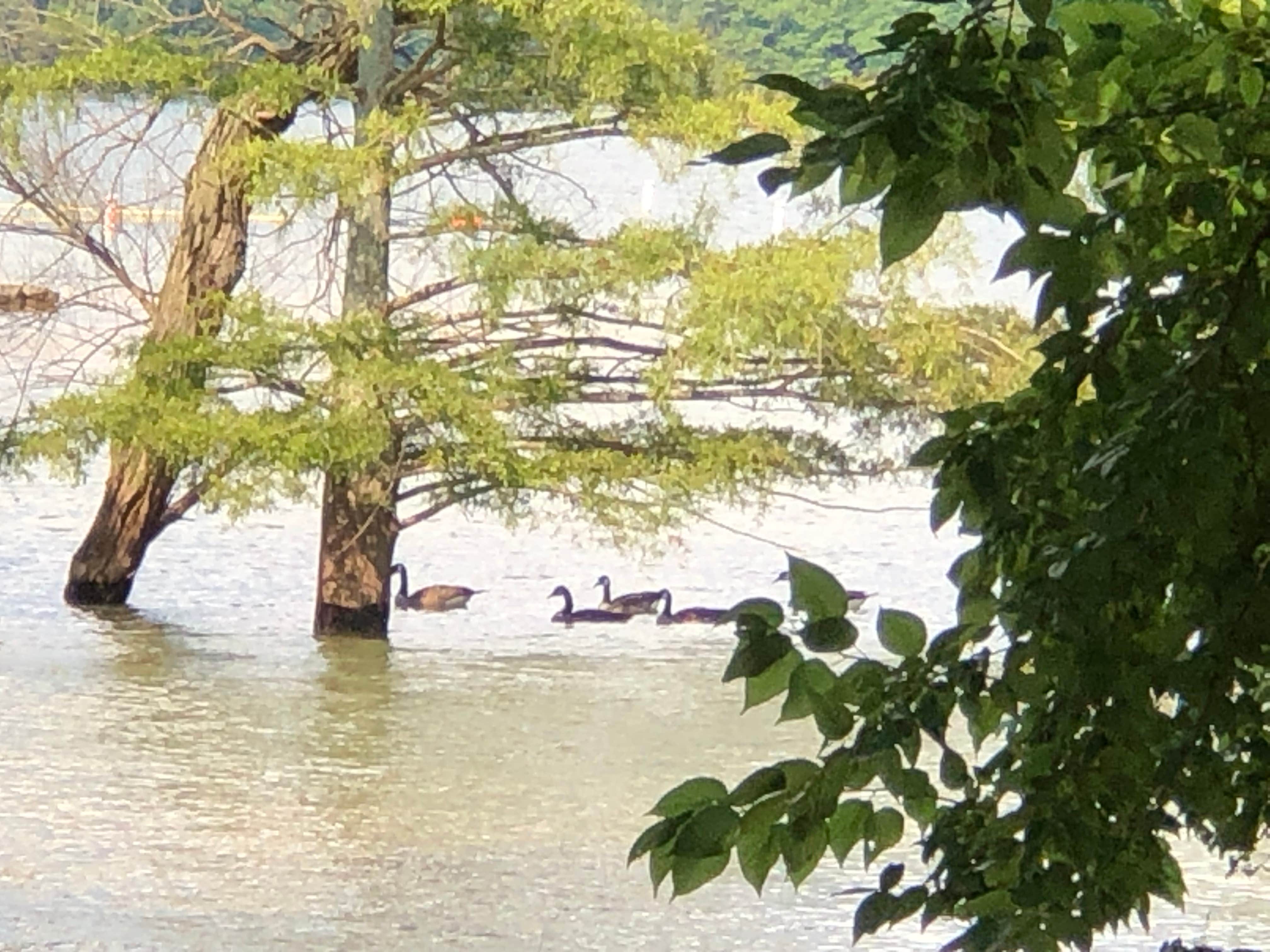 Camper submitted image from Horseshoe Bend Recreation Area & Campground - 5