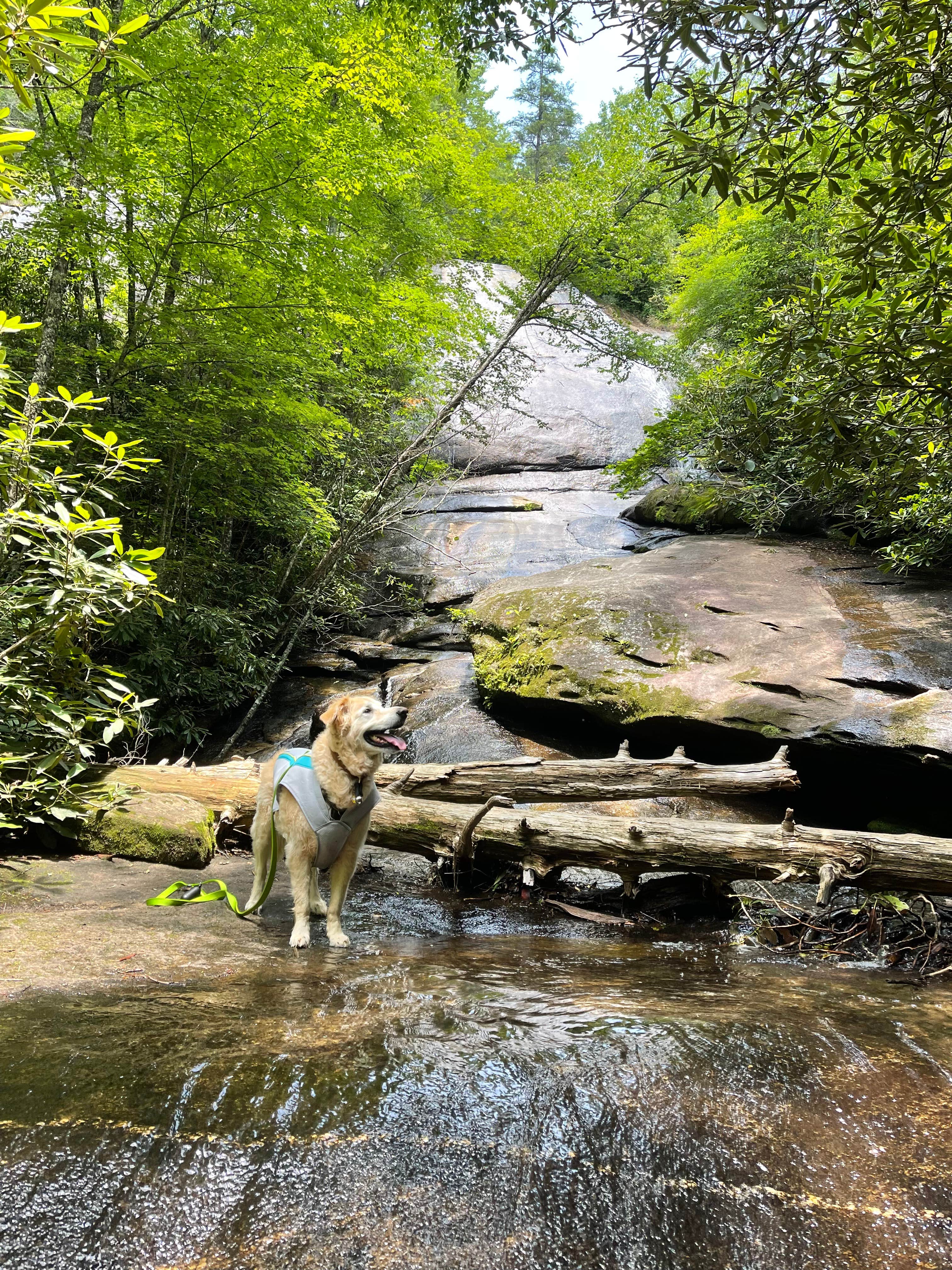 Marta S.'s photo of camping with pets at Panthertown Valley Backcountry Area near Cashiers, NC
