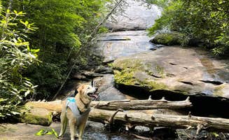 Marta S.'s photo of camping with pets at Panthertown Valley Backcountry Area near Cashiers, NC