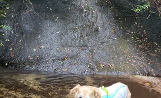 Marta S.'s photo of camping with pets at Panthertown Valley Backcountry Area near Cashiers, NC