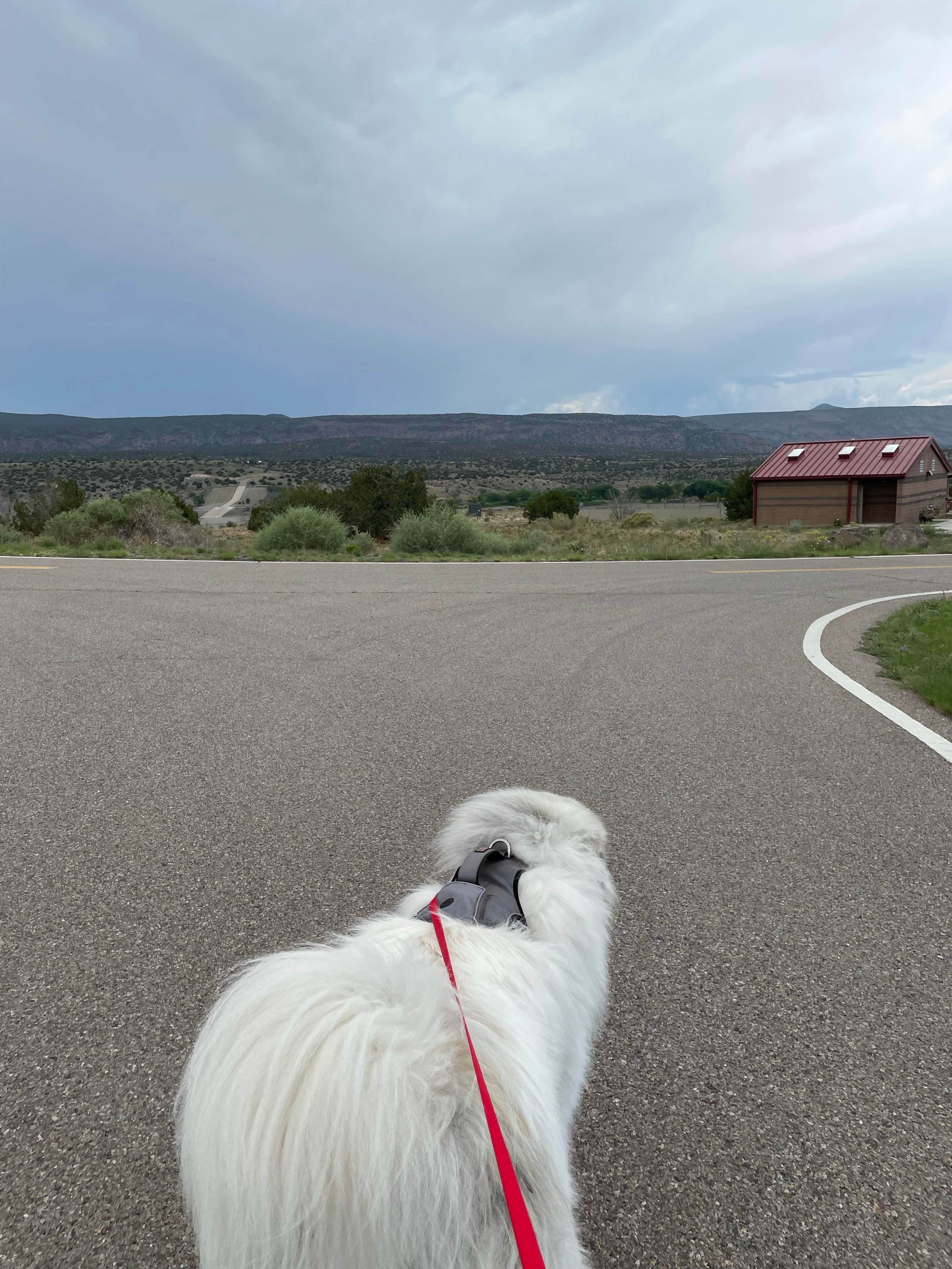 Katriza L.'s photo of camping with pets at Cochiti Recreation Area near Albuquerque, NM