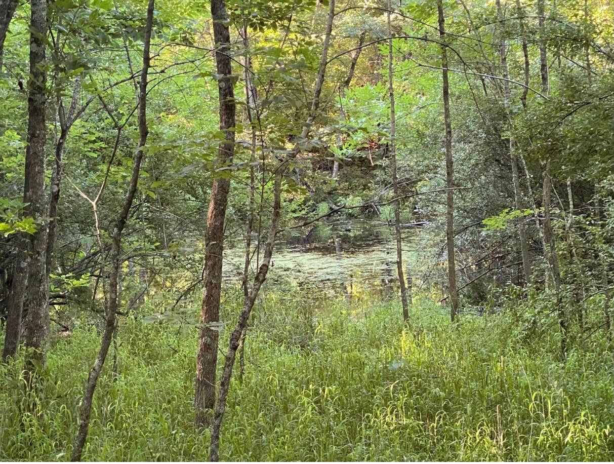 Camper submitted image from Holmes Bend - 3