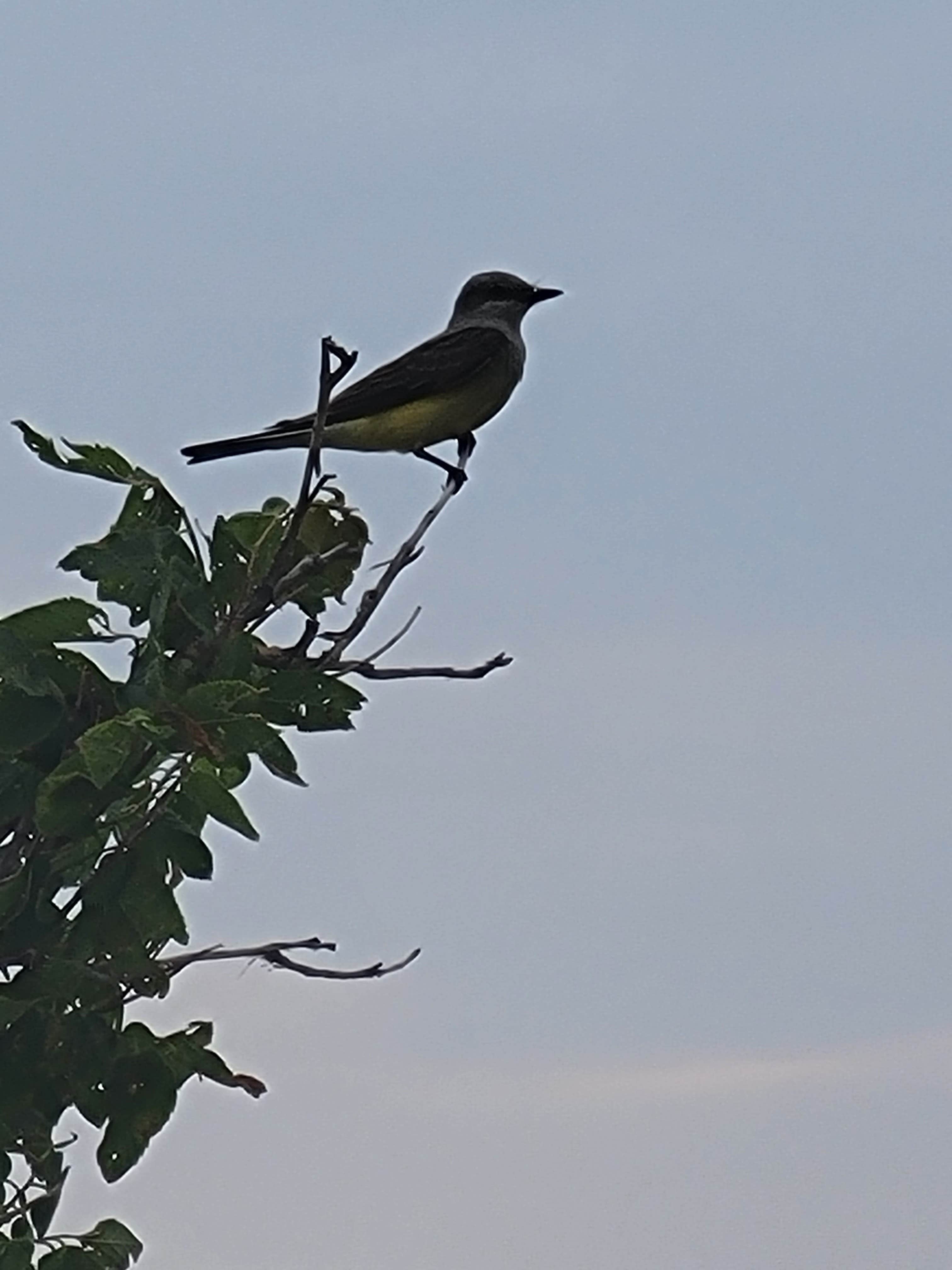 Camper-submitted photo at Brush Lake State Park Campground near Epping, ND